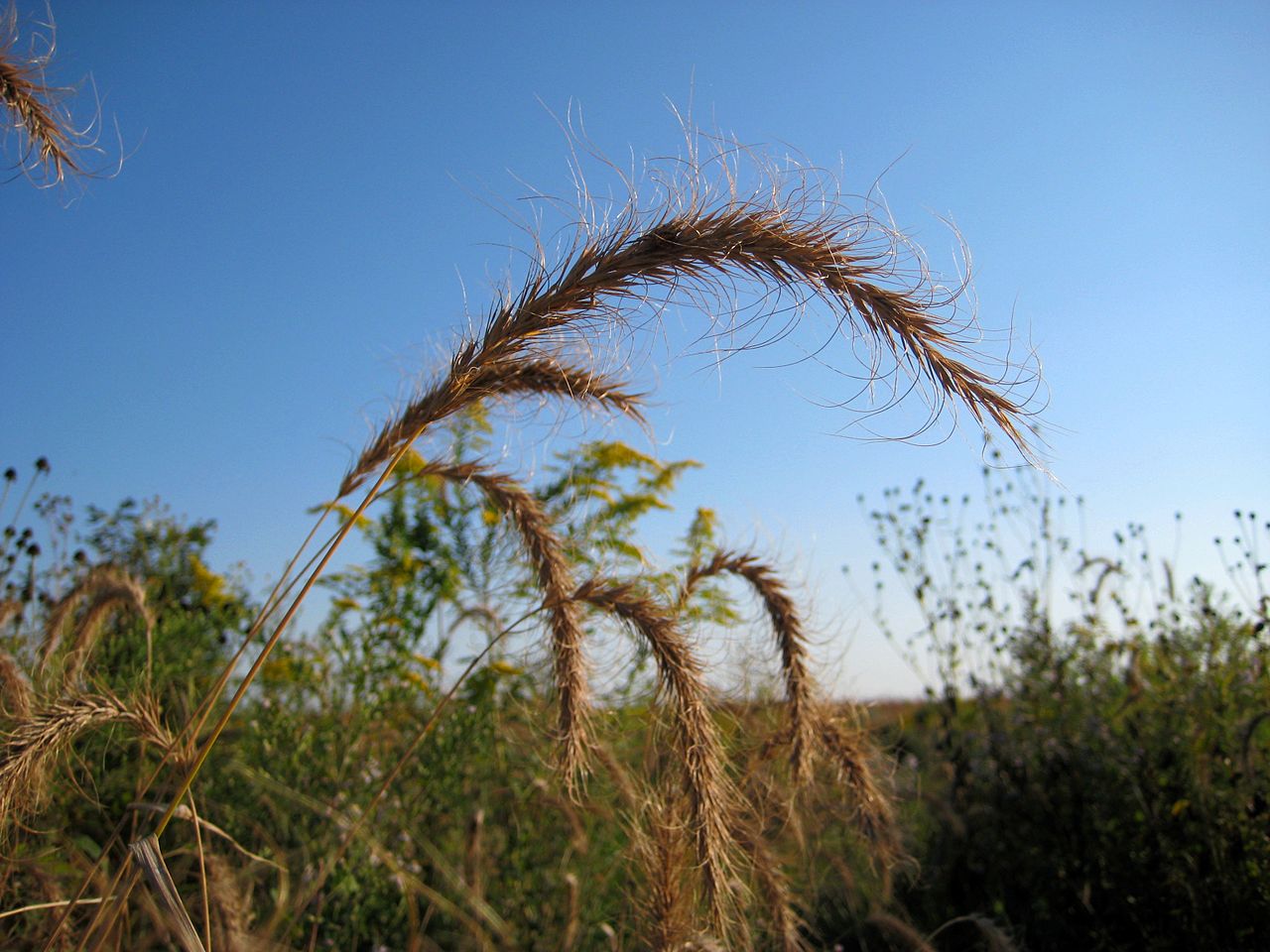 1280px-Elymus_canadensisEVB
