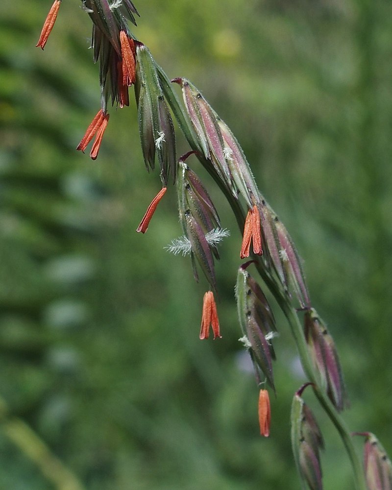 800px-Bouteloua_curtipendula_closeup_of_spikes_in_bloom