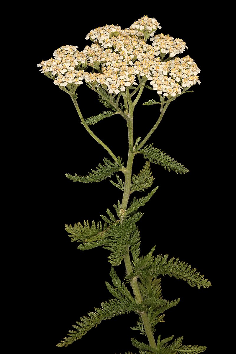 Achillea_millefolium_5Dsr_9042