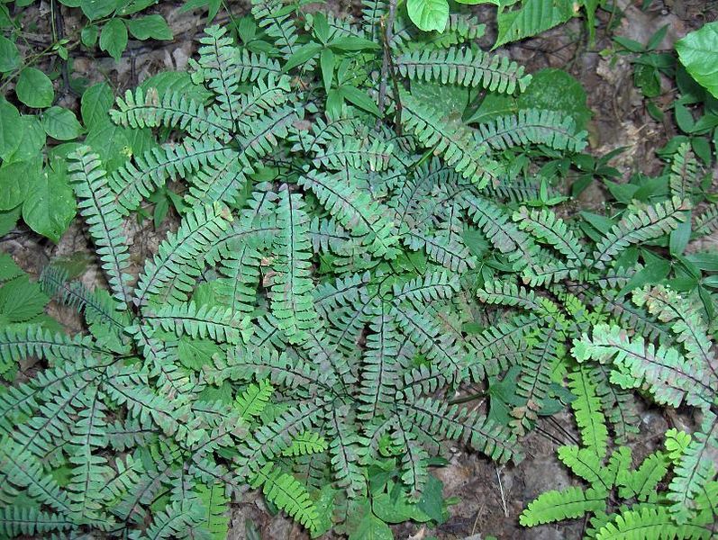 Adiantum-pedatum