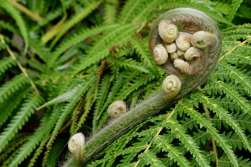 Athyrium-filix-femina
