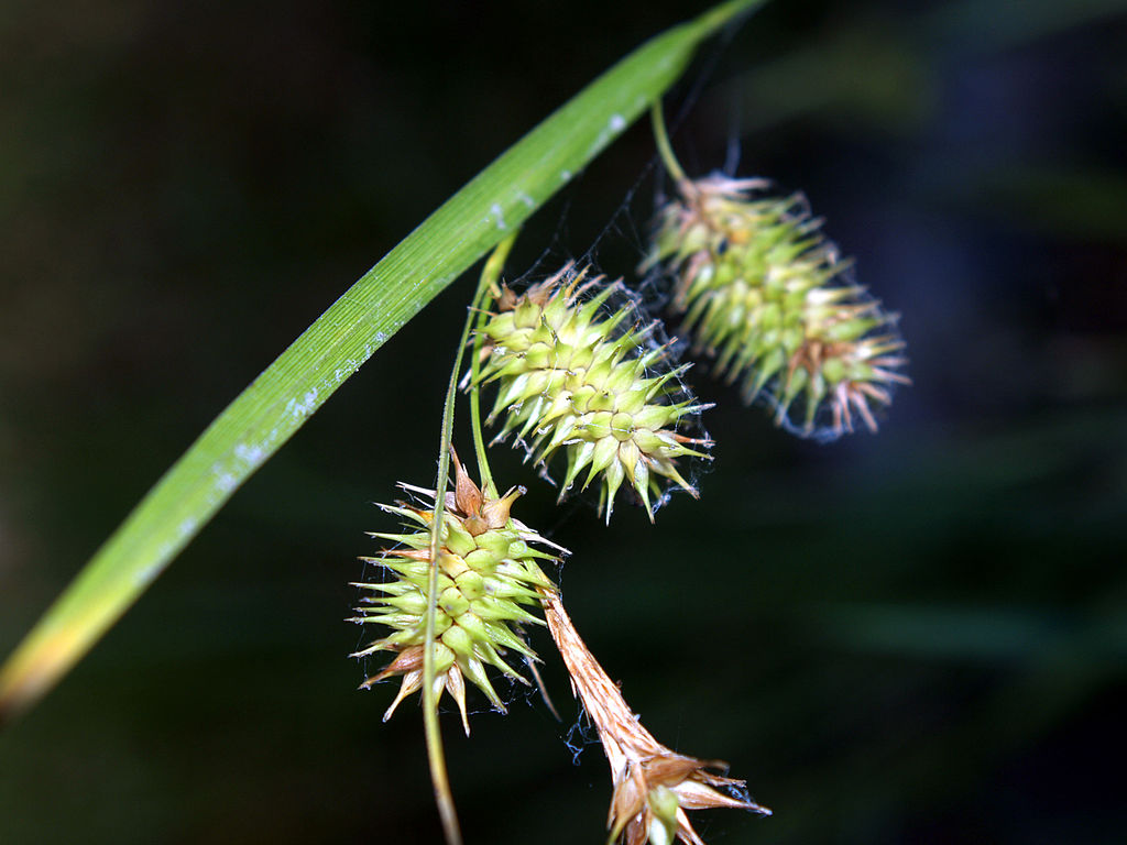 Carex_hystericina_NPS-1