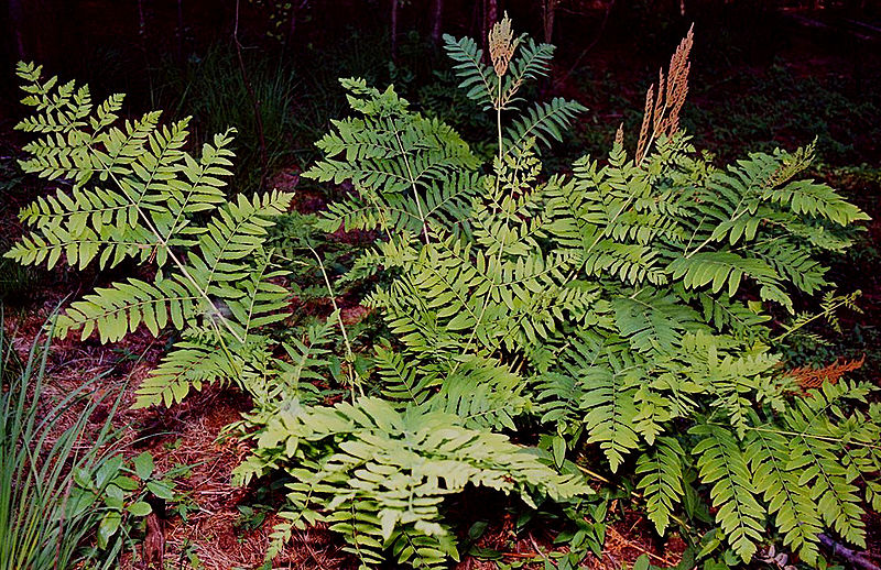Osmunda-regalis