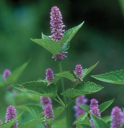 agastache_foeniculum_lg