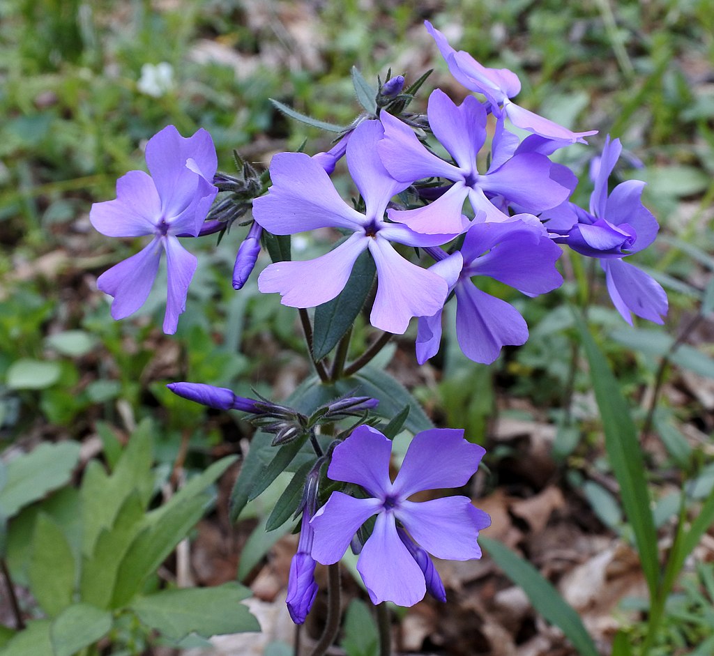 1024px-Phlox_divaricata_Ohio_2016