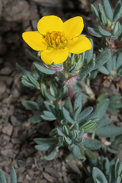 220px-Dasiphora_floribunda_5698