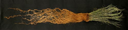 500px-Switchgrass_roots