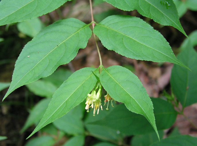Bush Honeysuckle
