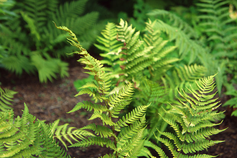 Dryopteris-marginalis