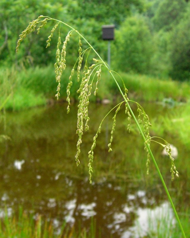 Glyceria_striata-2