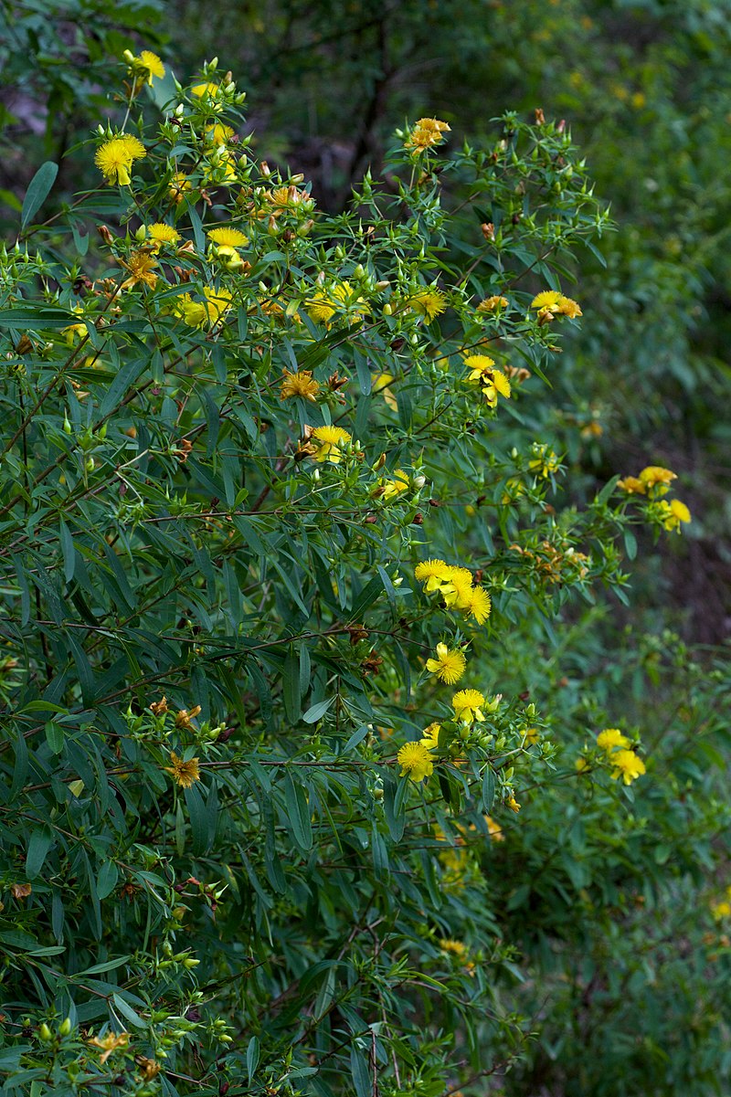 Hypericum_prolificum_Arkansas