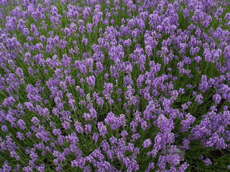 Lavandula-angustifolia