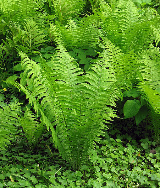Matteuccia-struthiopteris