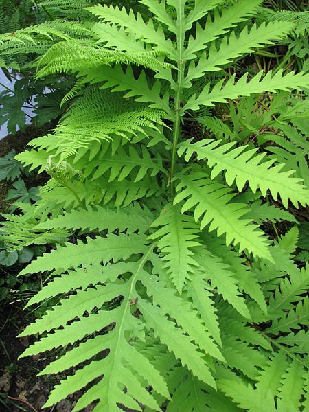 Onoclea-sensibilis
