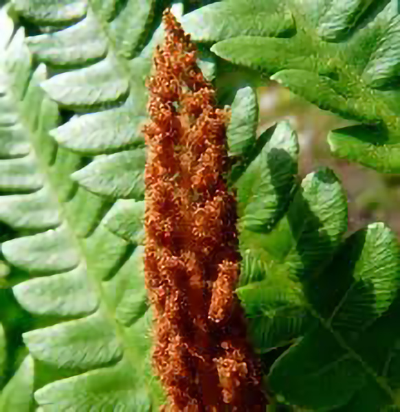 Osmundastrum-cinnamomeum