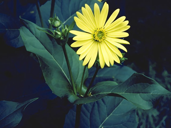 PCD4239_IMG0081
