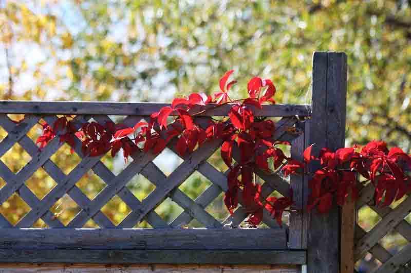 Parthenocissus-quinquefolia