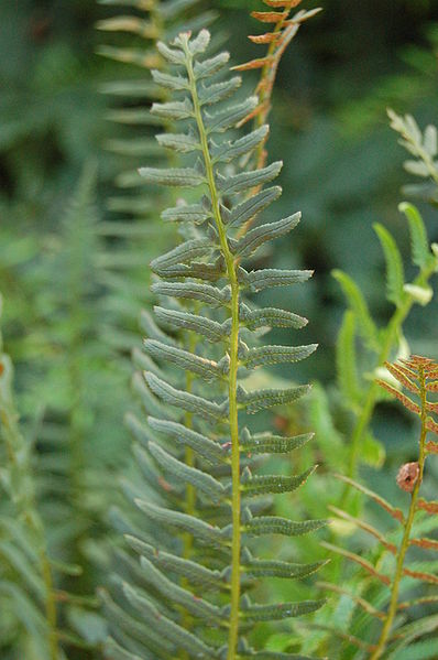 Polystichum-acrostichoides