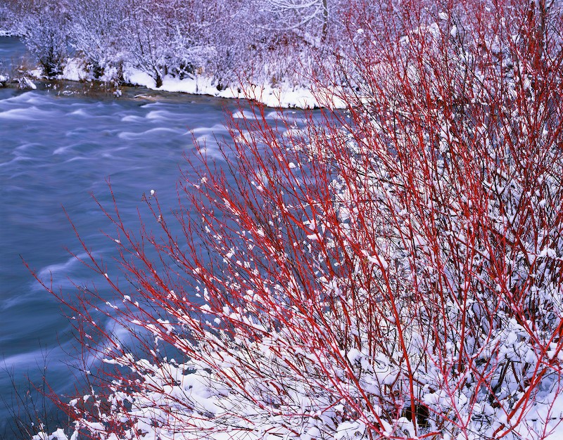 Red Osier Dogwood