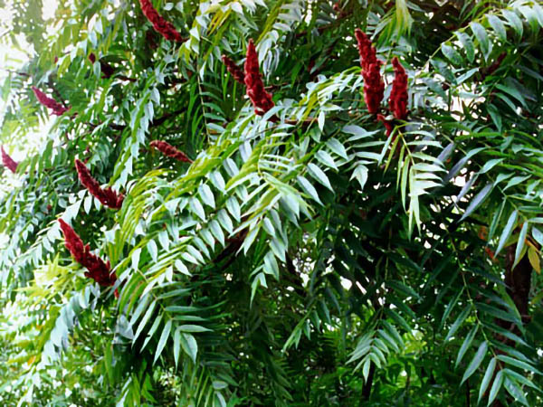 Rhus_typhina.472x354