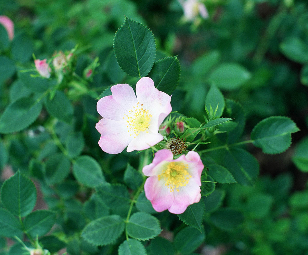 Rosa blanda, sect. Cassiorhodon