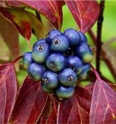 Silky Dogwood