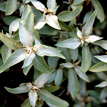 Silverberry