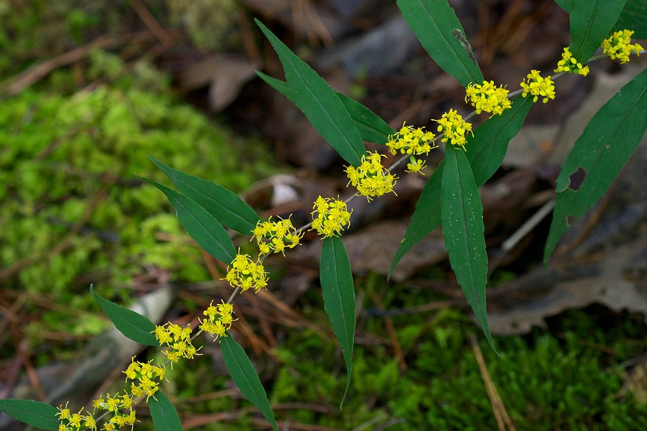 Solidago_caesia_Arkansas