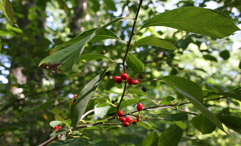 Spicebush