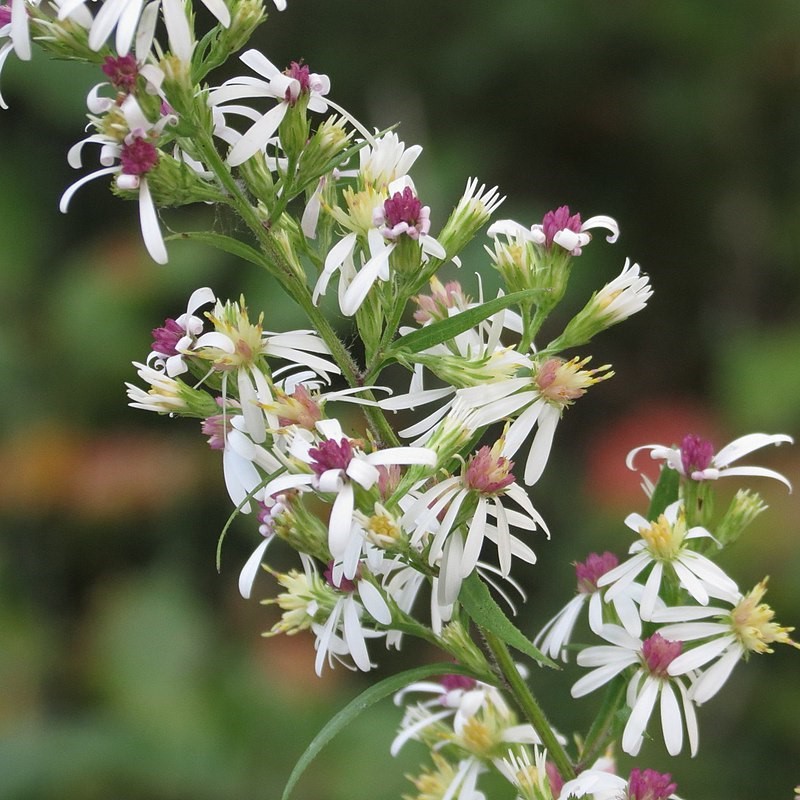 Symphyotrichum_urophyllum_10106193-1