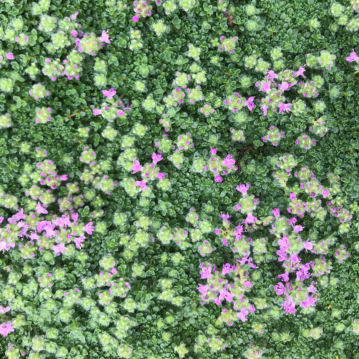 Thyme
