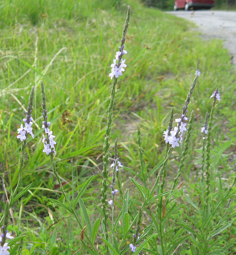 Verbena_simplex