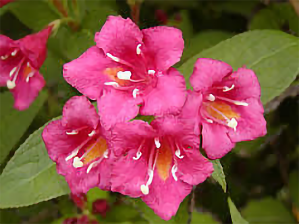 Weigela-florida-‘Bristol-Ruby’