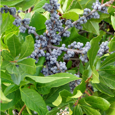 bayberry_fruit