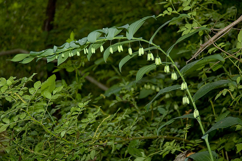 polygonatum_biflorum_comm_2