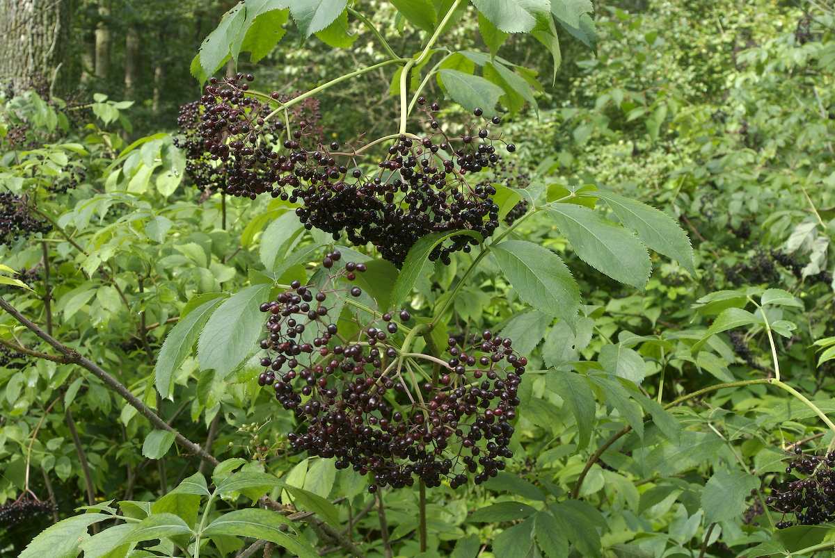 sambucus_canadensis_5