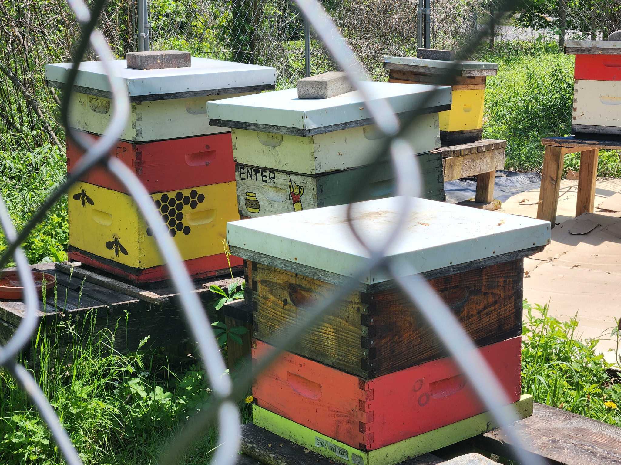 Bee Hives at Ecology Park