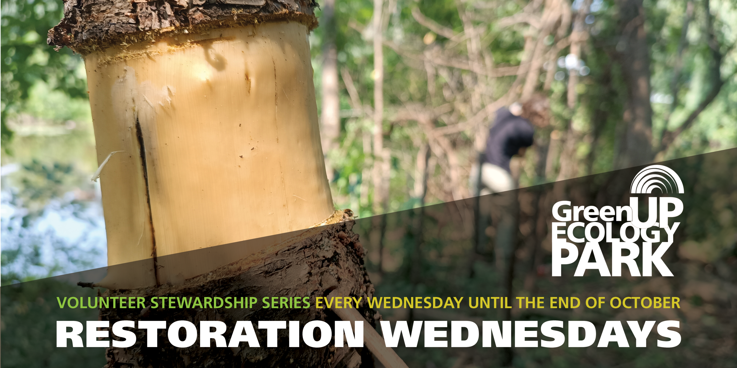 A close-up image of a girdled buckthorn trunk is superimposed with GreenUP branding for Restoration Wednesday