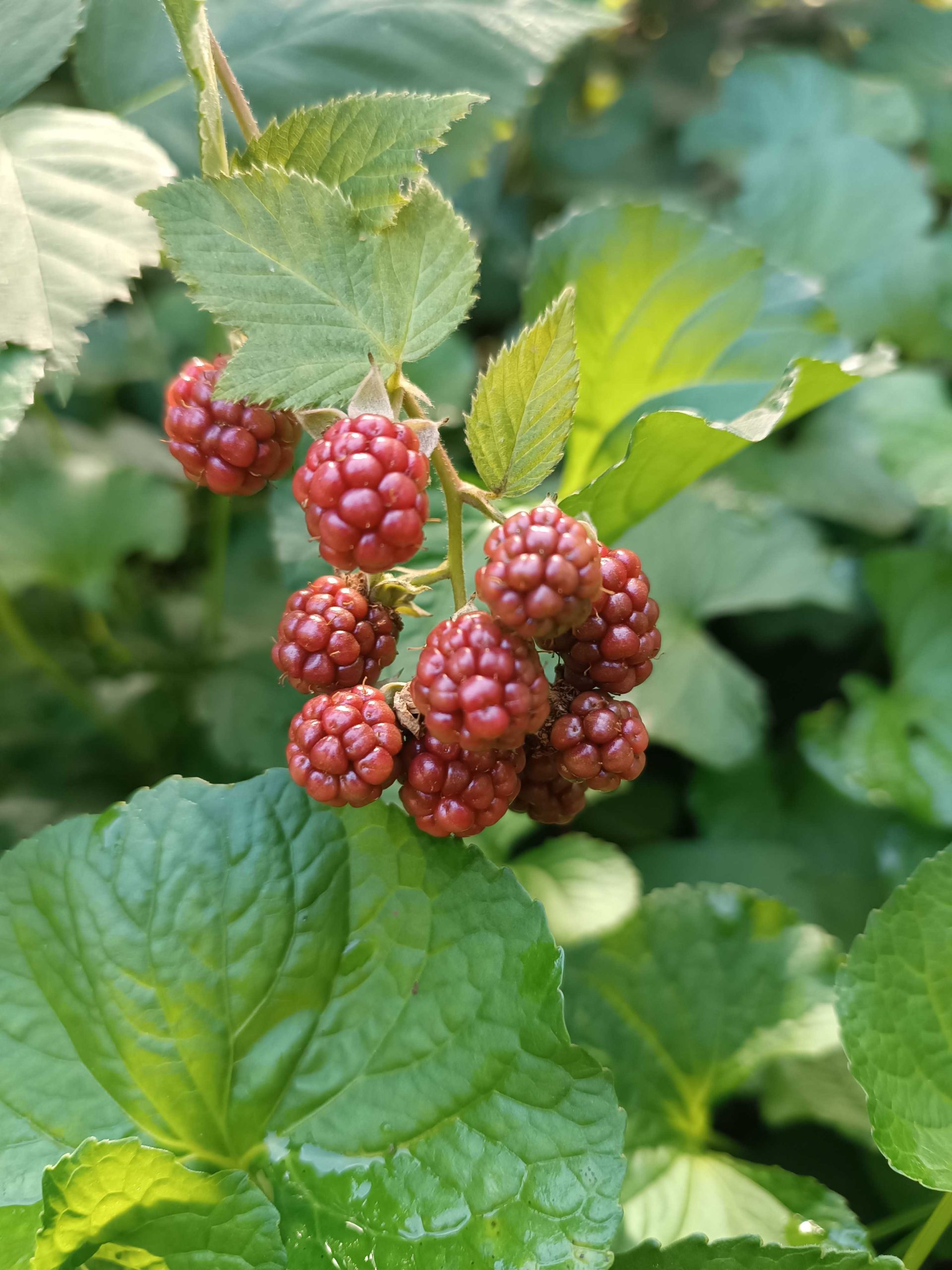 Black berries ripening