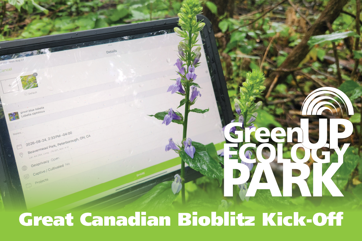 Branded banner image showing a Great Blue Lobelia plant in bloom in front of a tablet with iNaturalist visible on the screen