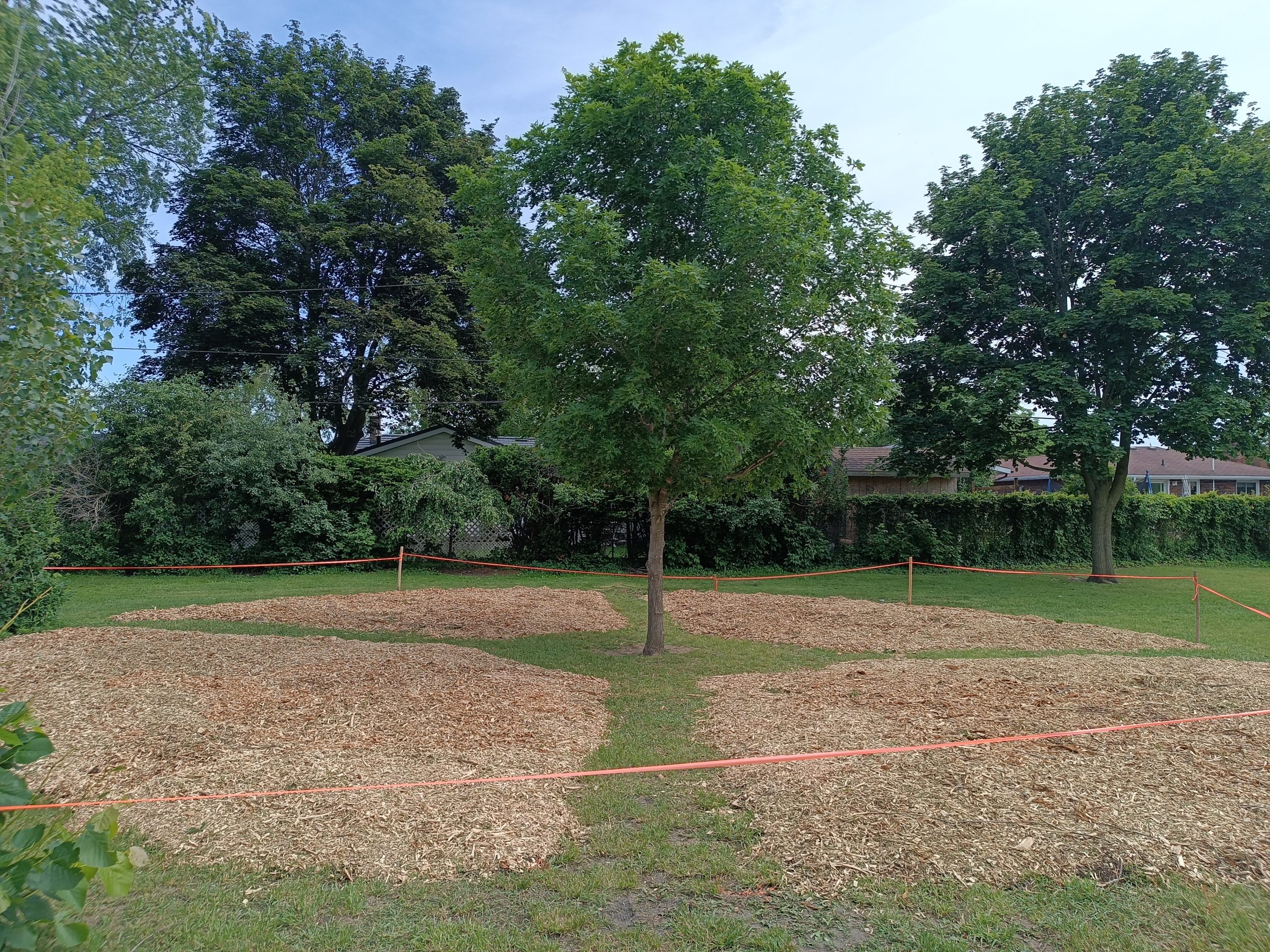 Freshly prepared planting beds surround a small tree in the corner of the Roger Neilson schoolyard.